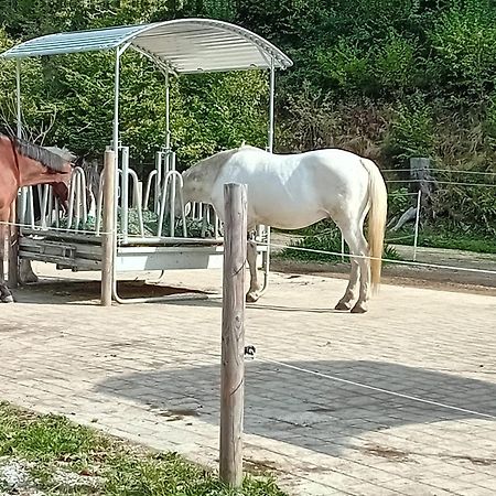 Pferdehof Reitingau Mautern In Steiermark Exterior foto